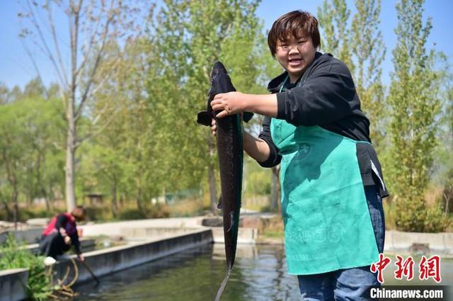 河北石家庄井陉县：特色养殖富农家