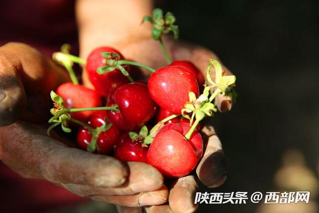 视频丨澄城樱桃大叔种樱桃十七八年：要把最好的东西呈现给消费者