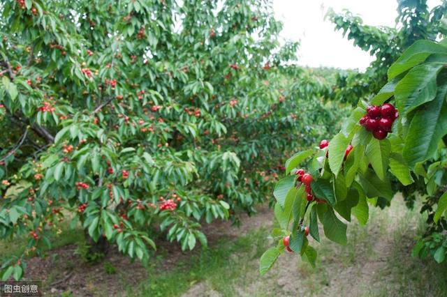 大樱桃总是种不活？掌握这6点种植技巧，樱桃会挂满枝