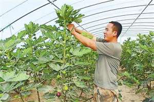 东北枸杞种植基地(「中国的脱贫智慧」故土亦有沃土)