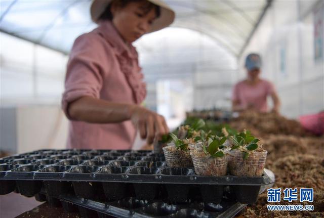 海南规划2025年花卉种植总面积达50万亩