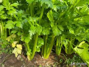 芹菜种植管理(芹菜种植，如何管理才能叶柄肥硕、纤维少，这些栽培技术了解一下)