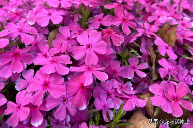 长在陆地上的小樱花，芝樱，花期长还能当绿毯，它该怎么种植？