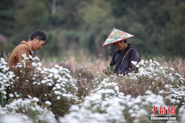 安徽休宁：万亩菊田成风景线和致富产业线