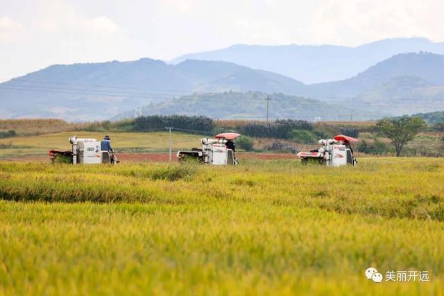 稻香飘田野 ~开远南方旱地水稻丰收！