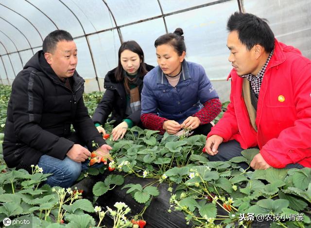 枯草芽孢杆菌用的好，在改良土壤、防治病害、作物增产是个宝