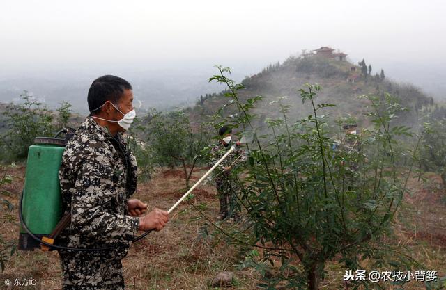 花椒种植有哪些要点方法？如何管理才能更高产？