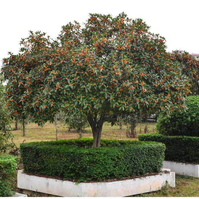5类“吉利树”，好养又长寿，一棵养百年，子孙大受益