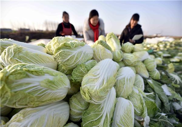 营养丰富的娃娃菜露地栽培技术，掌握下面几点，能提高产量和质量