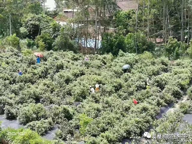 鹤山乡村山稔开始熟了，快来寻回童年的味道