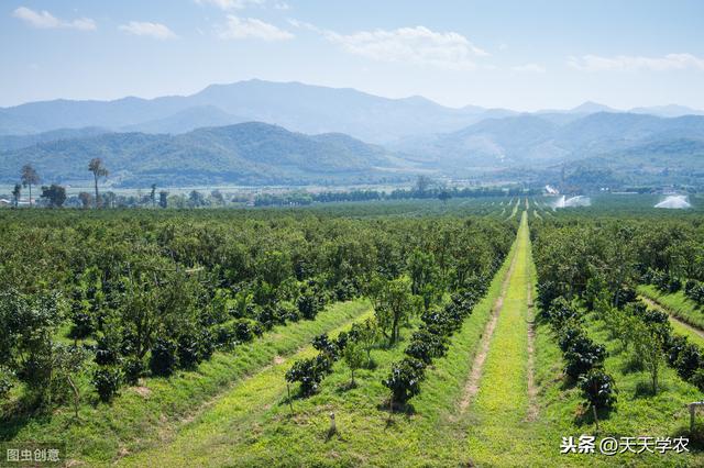 果园生草的好处远大于清耕！这篇文章告诉你怎么种、怎么管？