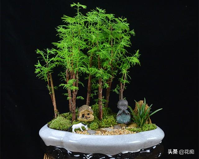 水杉，植物界“活化石”，一节枝条，轻松做一盆漂亮水杉盆景