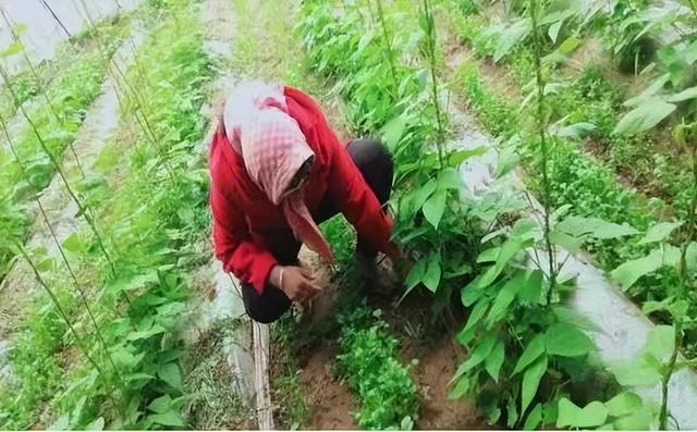 豆角架下播香菜，看看老辈人种夏香菜的土招，对你是否有所启发？