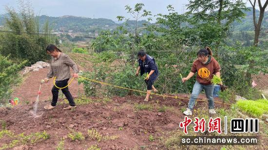 宜宾叙州：高粱移栽忙 2023年糯红高粱种植面积将达5.8万亩