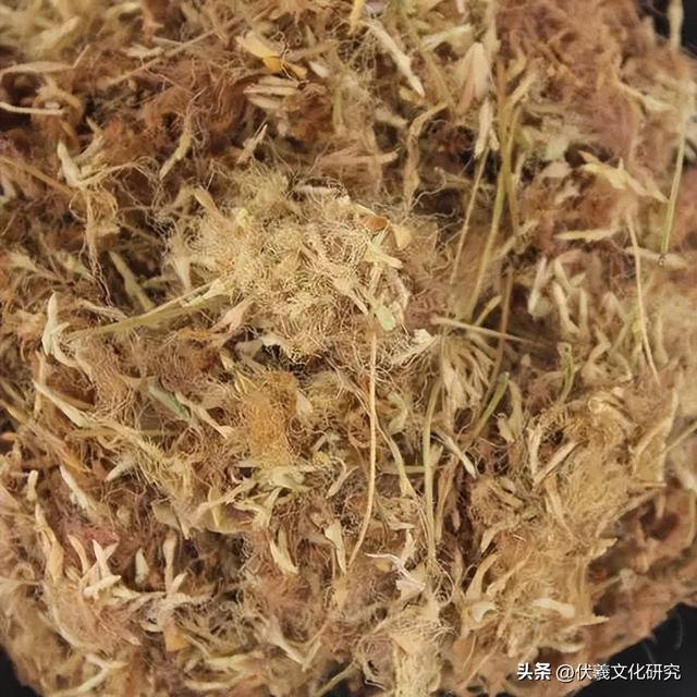 微山县适宜发展的药用动植物（二十四）