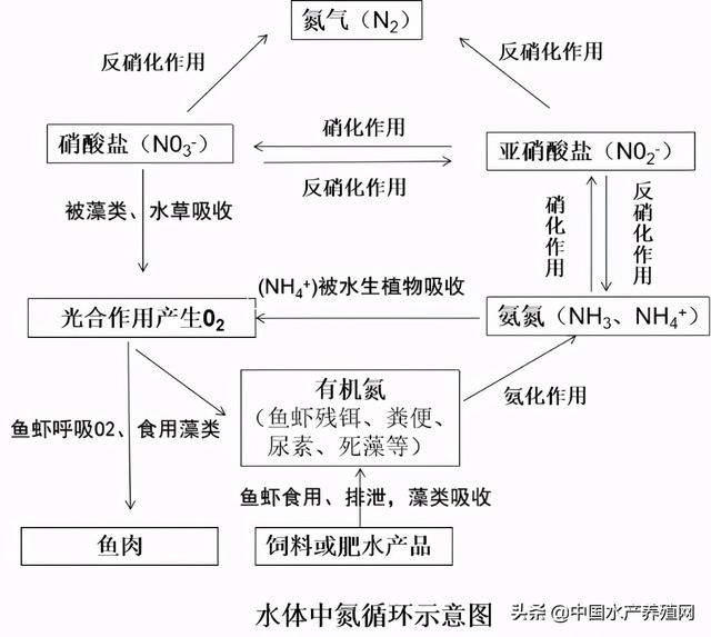 池塘亚硝酸盐迟迟降不下来，后果可能很严重！可能有哪些原因？