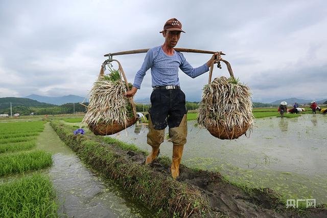 稻田披新绿！江西金溪有机水稻起秧移栽忙