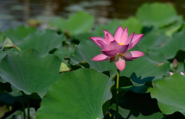 「莲商会」莲藕的种植时间与方法