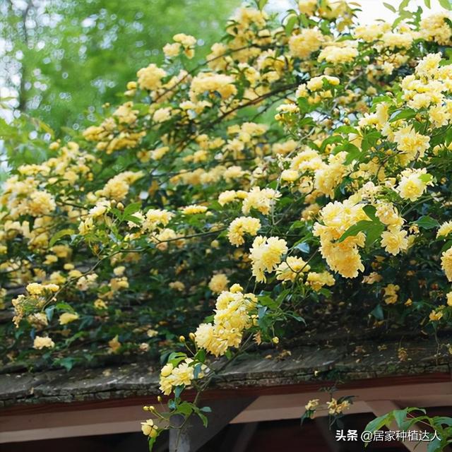 院子再小，也要养株黄木香，慢慢开出一面花墙，亲戚朋友都说美