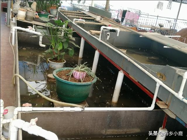 养黄喉拟水龟（石金钱龟）需要搭建怎样的养殖场地？