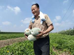 白皮冬瓜的种植(河南临颍：多元化种植拓宽村民致富路)