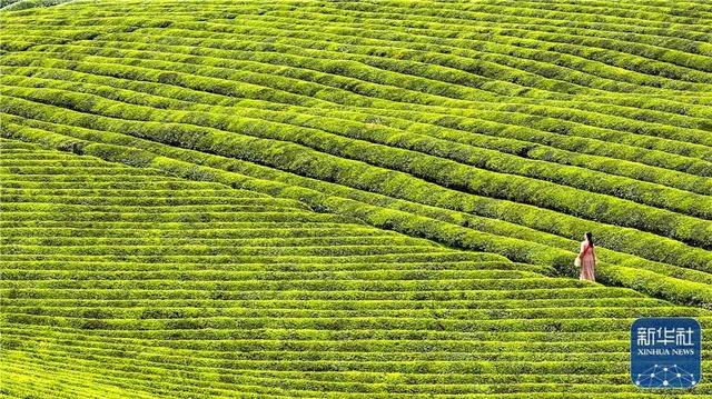 贵州：一片茶叶走出的乡村振兴路