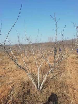 花椒种植几年结椒(同胜柱：细谈花椒树的生长习性规律及修剪管理技术要点)