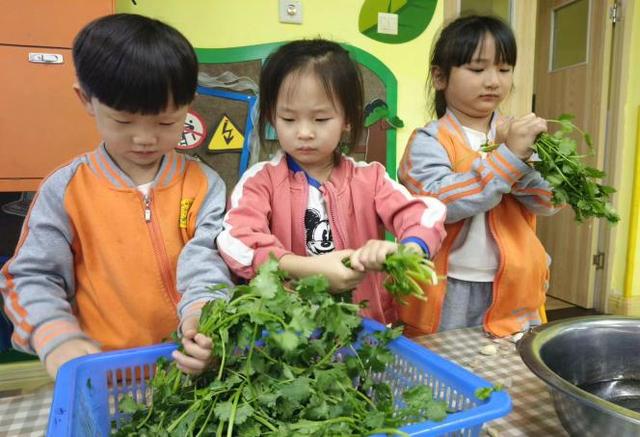 西安市灞桥区狄寨中心幼儿园香菜日记