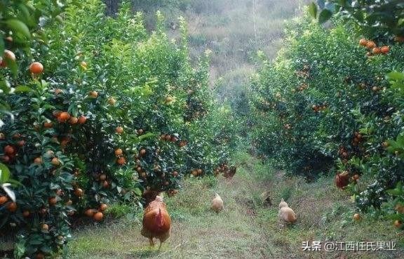 沃柑哪些地方可以种植？适合沃柑种植的地区介绍