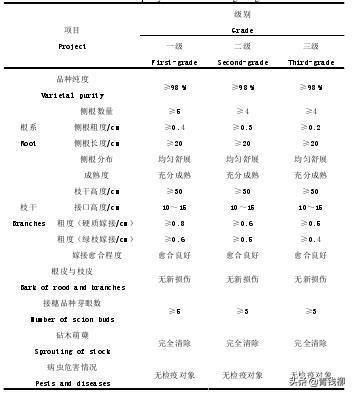 阳光玫瑰葡萄栽培技术