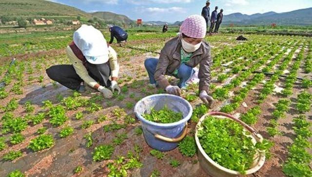 春季露地芹菜栽培技术与管理