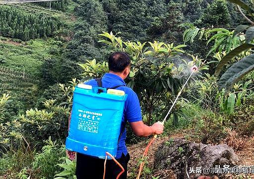 当下枇杷栽植季节，幼苗栽植到挂果树全套技术，提高成活率与产量