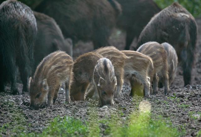 野猪冬天喜欢在什么地方活动？野猪活动范围之大超出很多人的想象