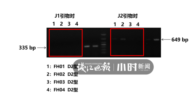 到底有多野？浙江渔民那网价值百万的大黄鱼，基因测序出结果了