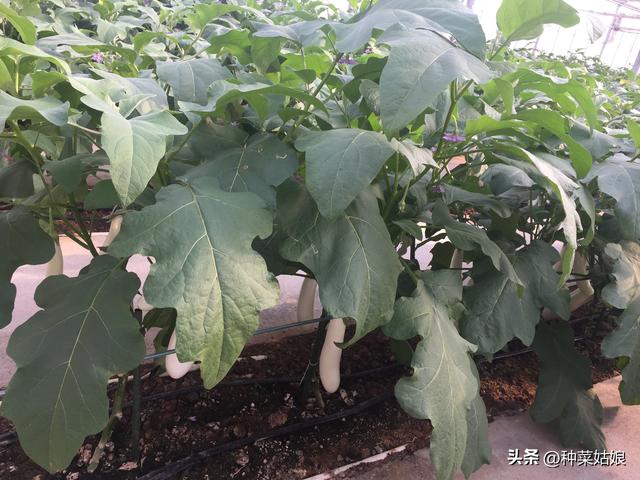 茄子怎么种结果多，用不用搭架，用不用授粉，病虫害怎么防治？