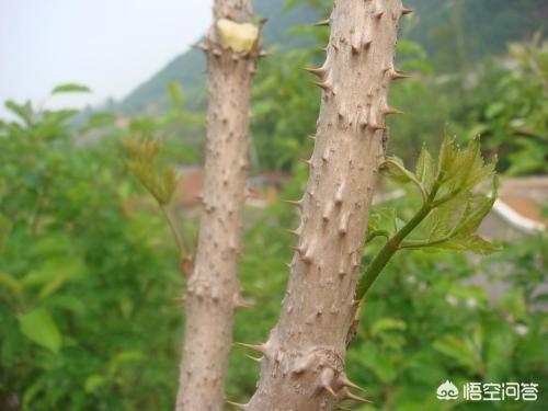 农民致富增收的好项目，发展林下经济退耕还林地栽植刺嫩芽