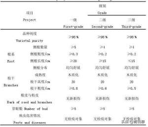 丫型架葡萄的种植技术(阳光玫瑰葡萄栽培技术)