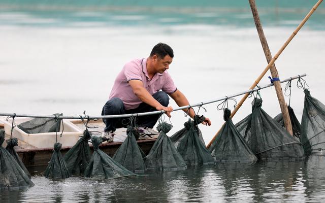 #（经济）江苏淮安：捕捞大闸蟹 供应市场