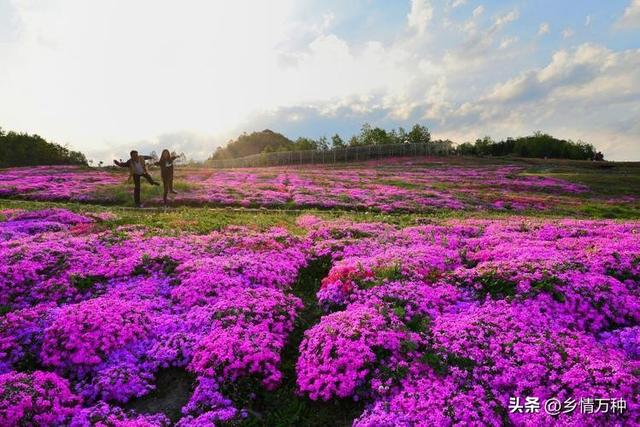 探索花卉的芬芳世界：种植迷人香草花卉指南