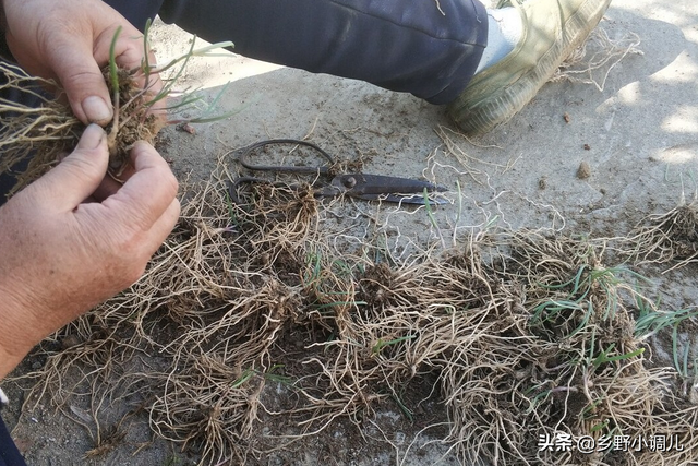 韭菜的种植方法？