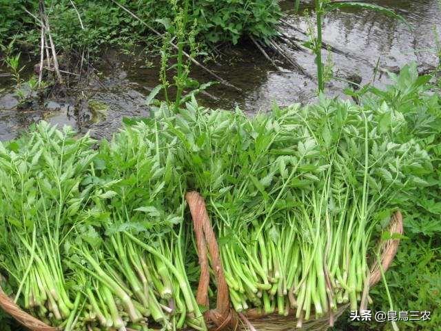 水芹菜好吃，但你会种吗？从种到收的干货经验果断分享