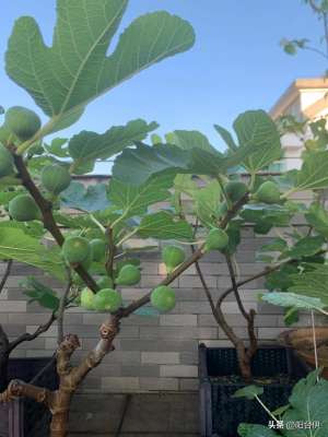 阳台种植 当年结果(阳台种植（无花果偏多）花草果树，能赏心悦目就好)