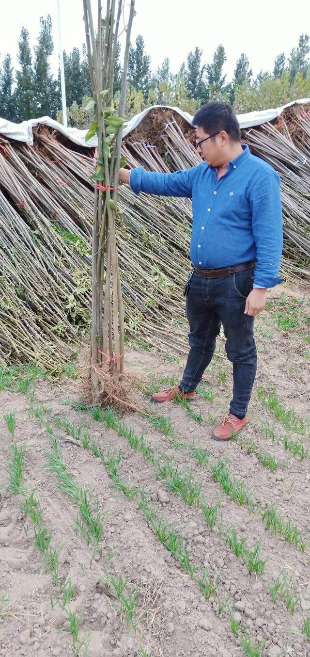 大棚红油香椿苗栽植一亩地能采多少斤香椿芽