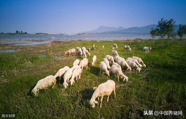 全国畜牧总站发布一例生猪复养成功典型案例，他们有这些经验