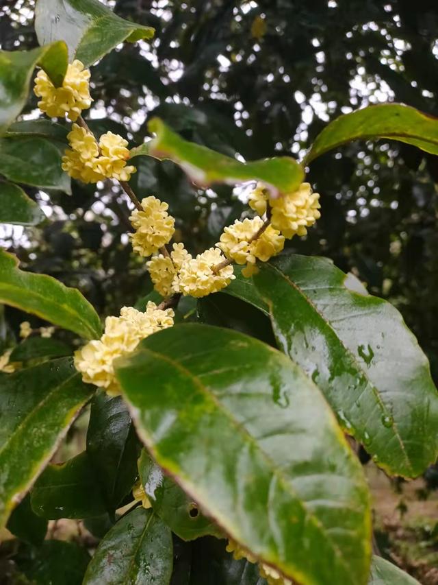 你可能没听说过的这种桂花，寿命长达1000年，需要10年才能开花