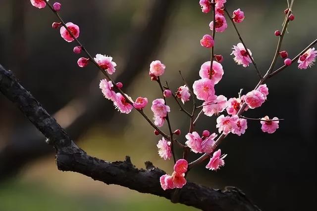 瑞雪红梅 乡聚过年丨又到赏梅时！这份“寻香”攻略请收好