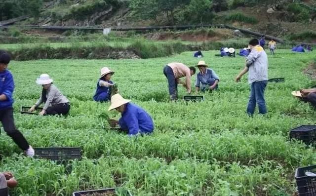 高粱种植技术要点，不看吃亏！