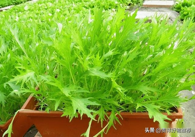 盆栽蔬菜种植方法！你种植过盆栽蔬菜吗？