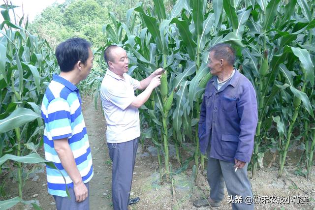 玉米怎样种植管理产量高？重点抓好这3个生长阶段的管理