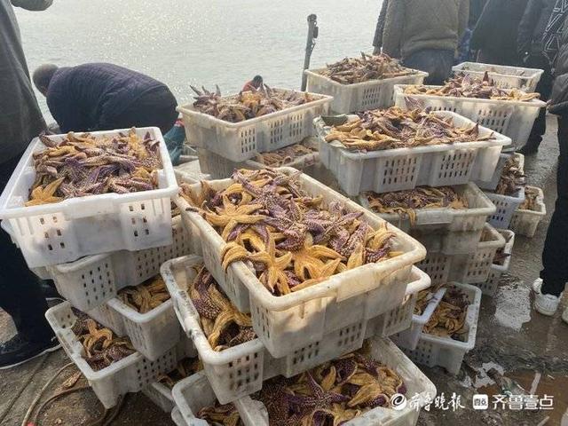 壹点观察｜海星蛤蜊不共戴“海”同为盘中餐，相煎何太急